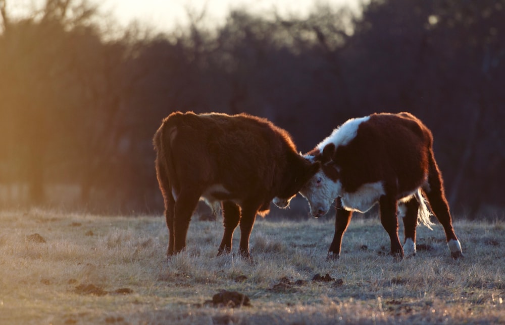two cow on brown grass field
