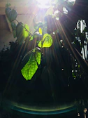 Sunlight filtering through leaves onto a collection of Vraya Naturals skincare jars.
