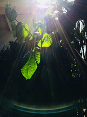 Sunlight filtering through leaves onto a collection of Vraya Naturals skincare jars.