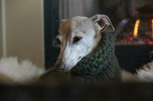 A cozy evening scene with a rescue dog curled up on a knitted blanket by the fireplace.