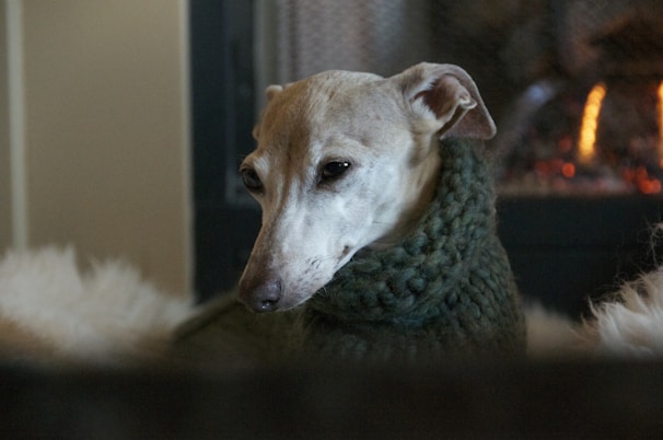 A greyhound resting comfortably in its cozy kennel, bathed in warm afternoon light.