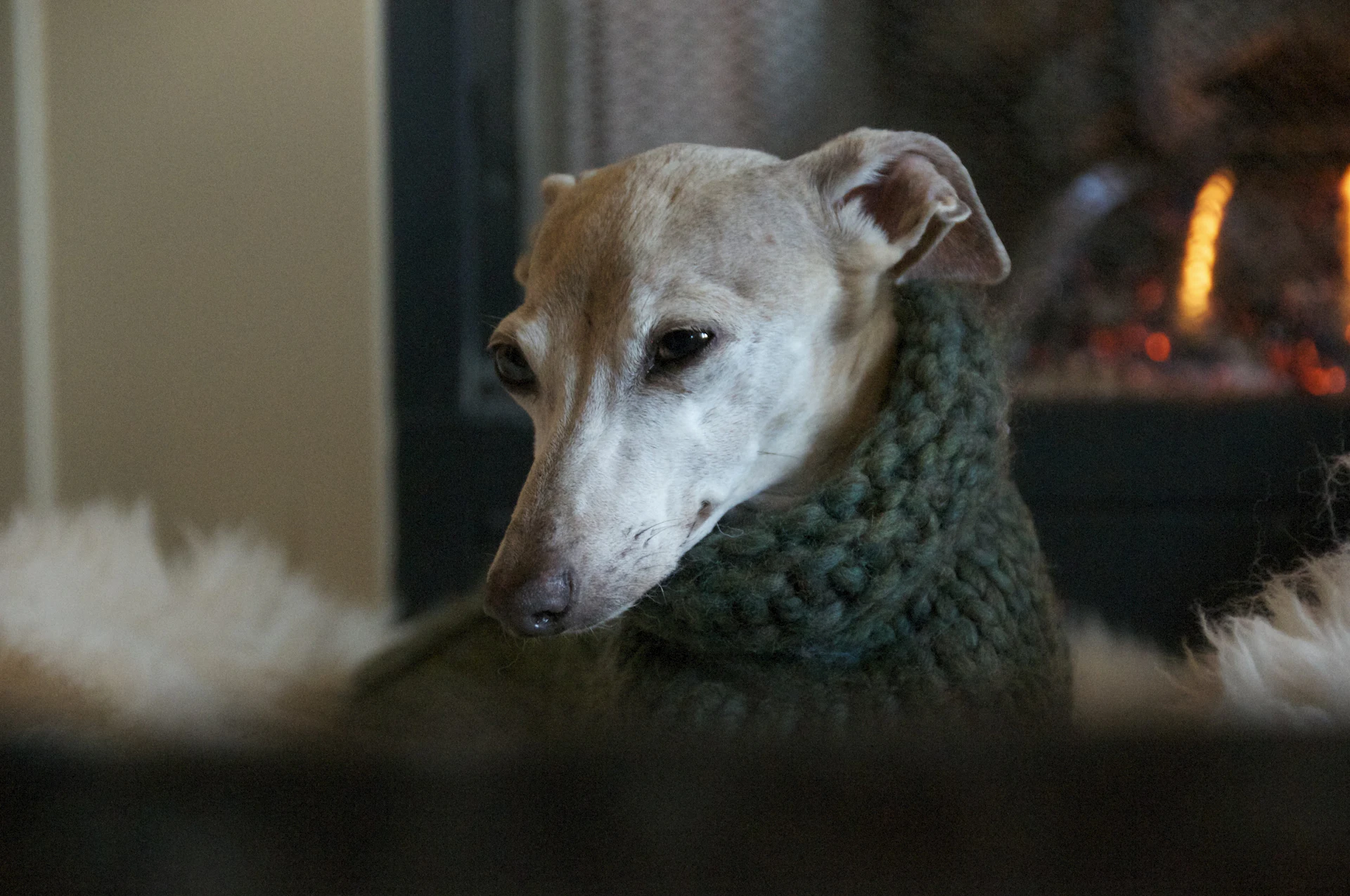 An Italian Greyhound