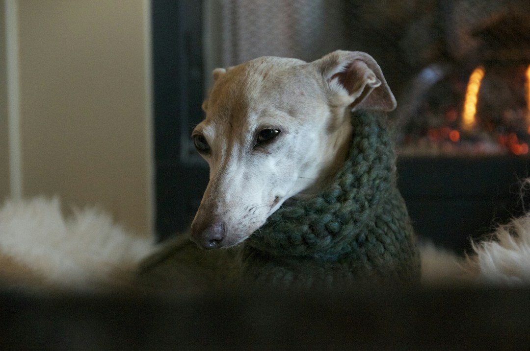 Elegant Whippet sighthound relaxing in a warm, cozy minimalist home interior
