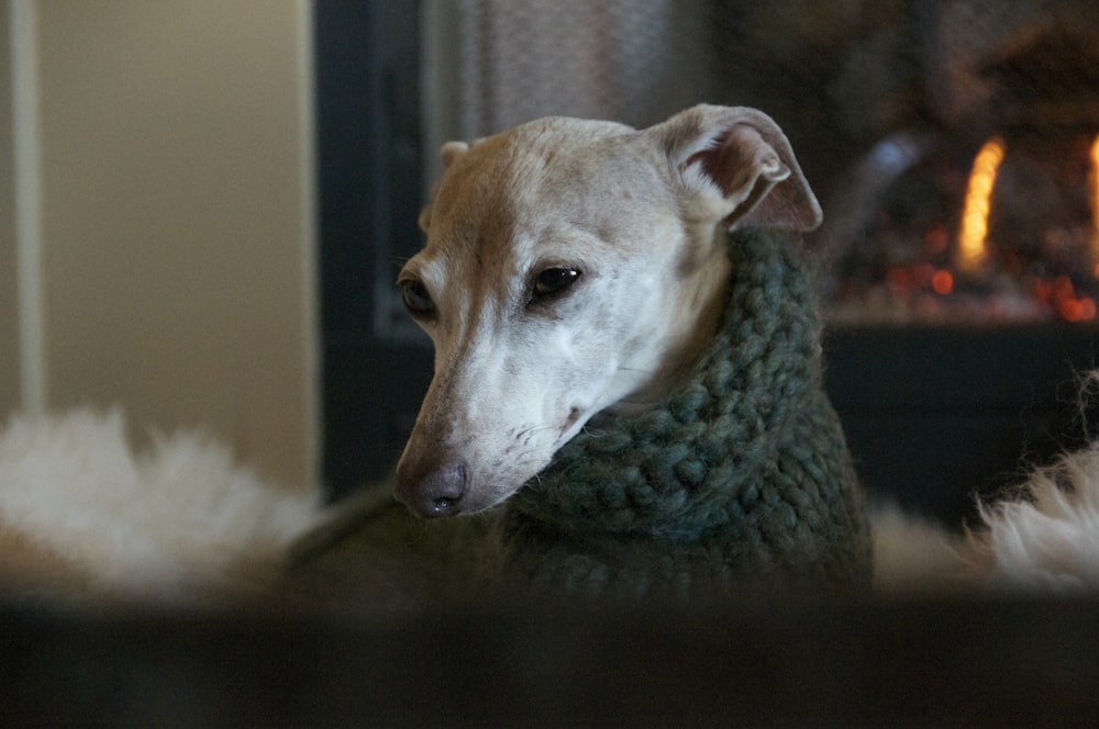 short-coated brown dog