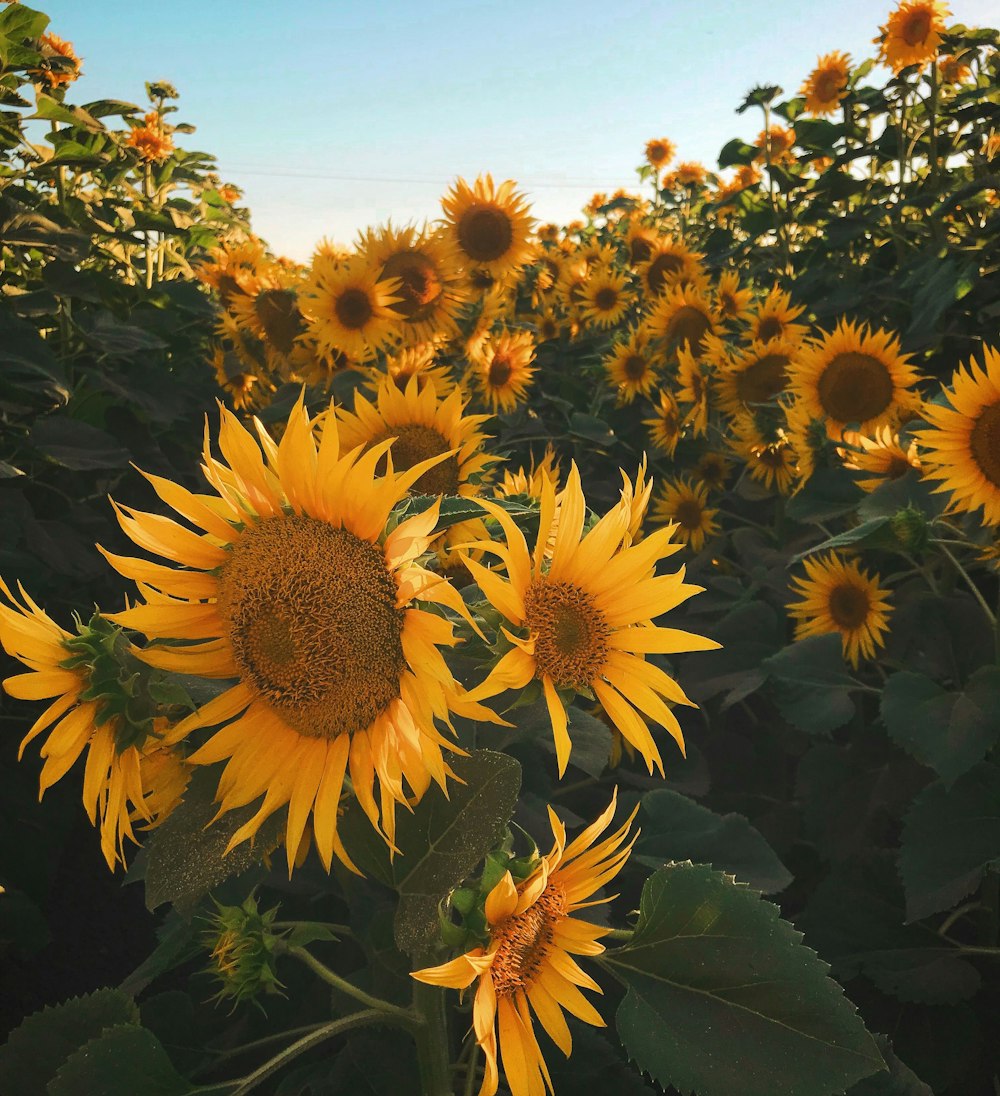 close-up photography of sunflowers