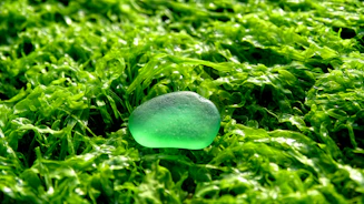 Soft glowing aquamarine crystal resting on a bed of moss in gentle sunlight