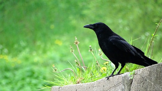 A black crow sits on a concrete ledge amidst overgrown grass and small wildflowers. The background is a lush green field, creating a vibrant contrast with the crow's dark feathers.