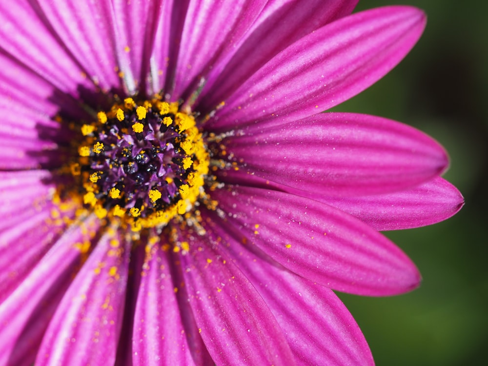 shallow focus photography of pink flower