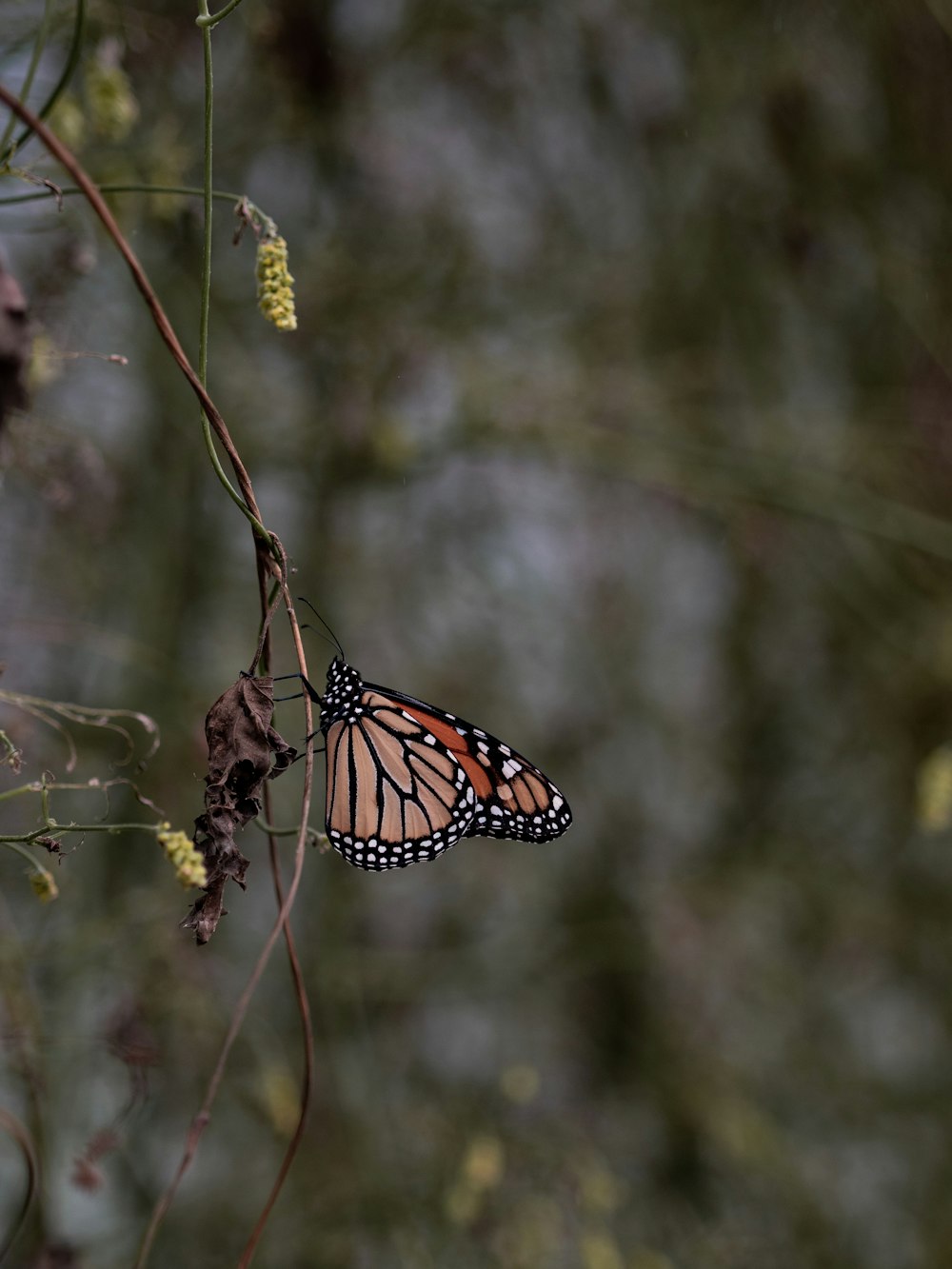 borboleta rosa e preta na folha