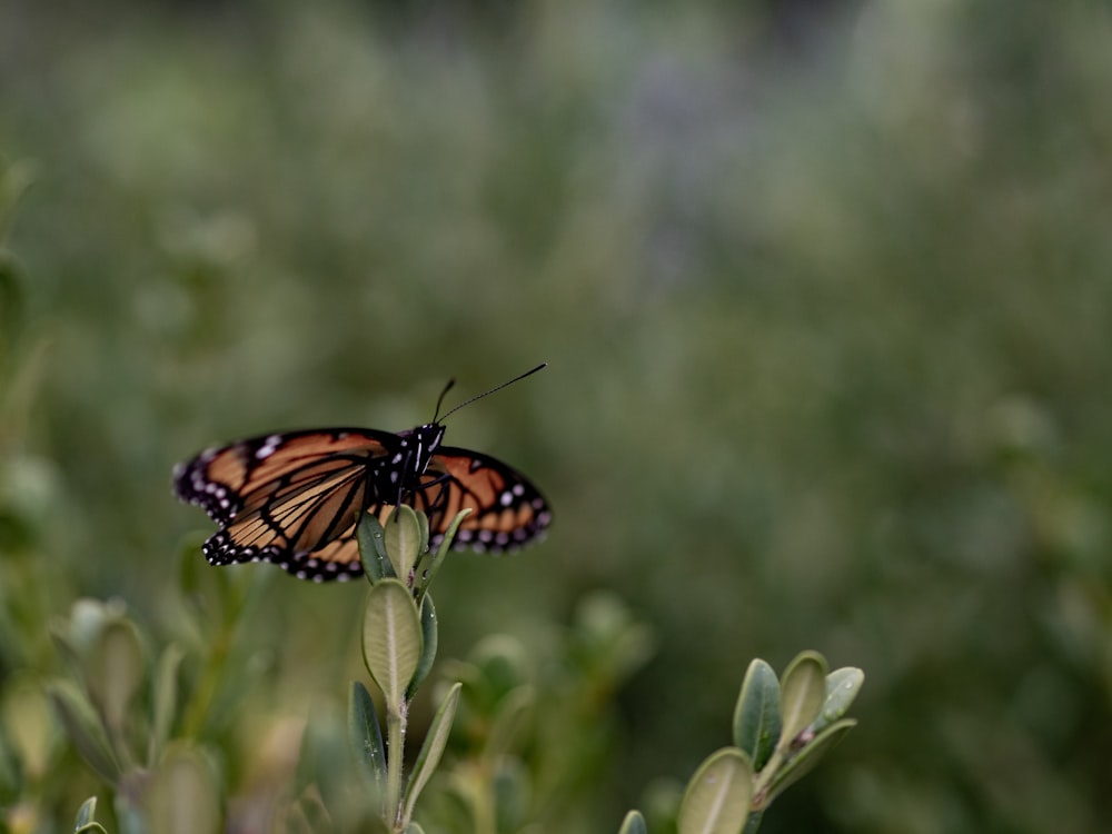 butterfly on green leaf