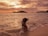 A happy customer enjoying a beach sunset during a Kenoah Tour.