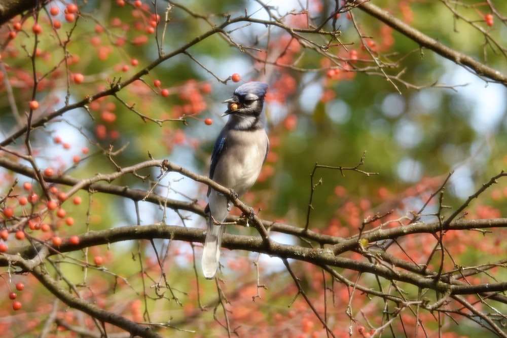 shallow focus photo of gray bird on tree branch