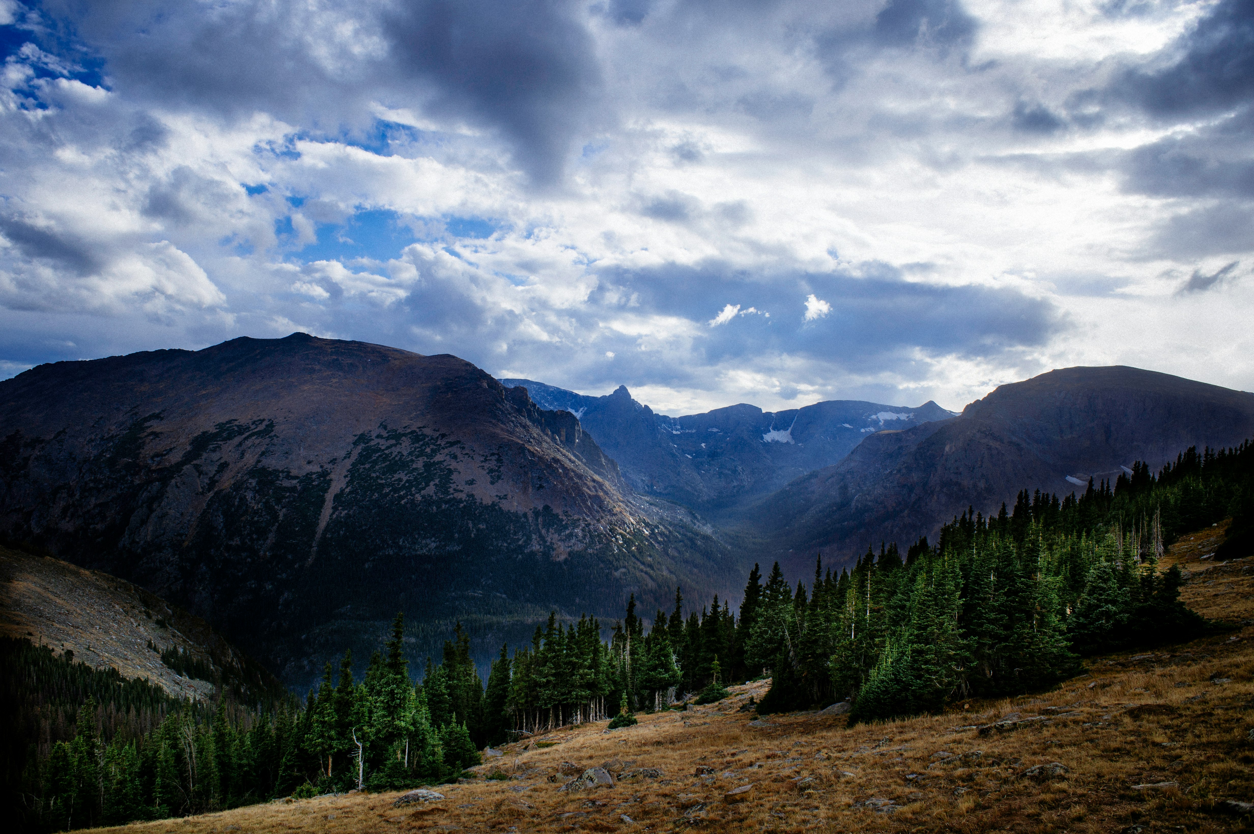 forest near mountain