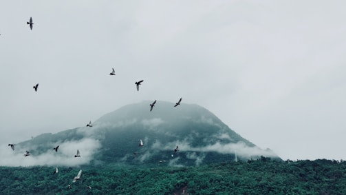 Researchers documenting bird species in a misty mountain habitat
