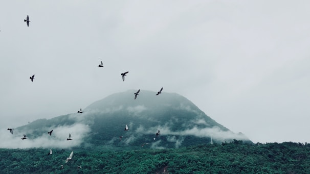Birds flying over a peaceful mountain landscape at dawn.
