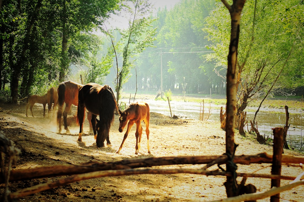 four brown and black horses near body of water