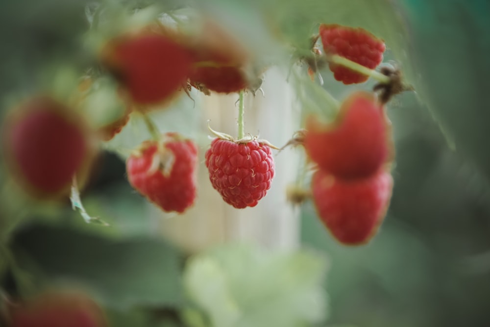 raspberries