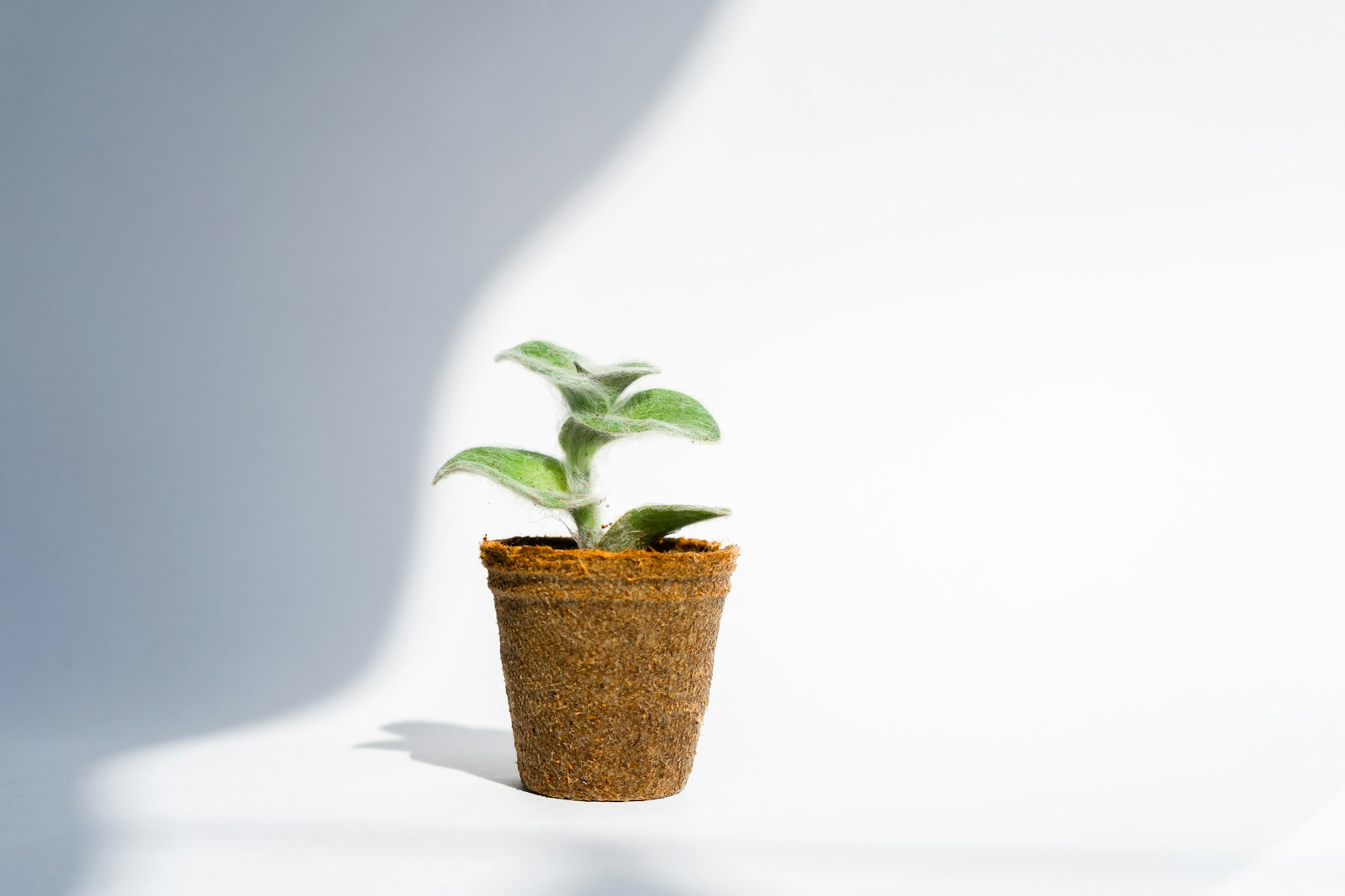 Sony FE 28-70mm F3.5-5.6 OSS sample photo. Potted green plant inside photography