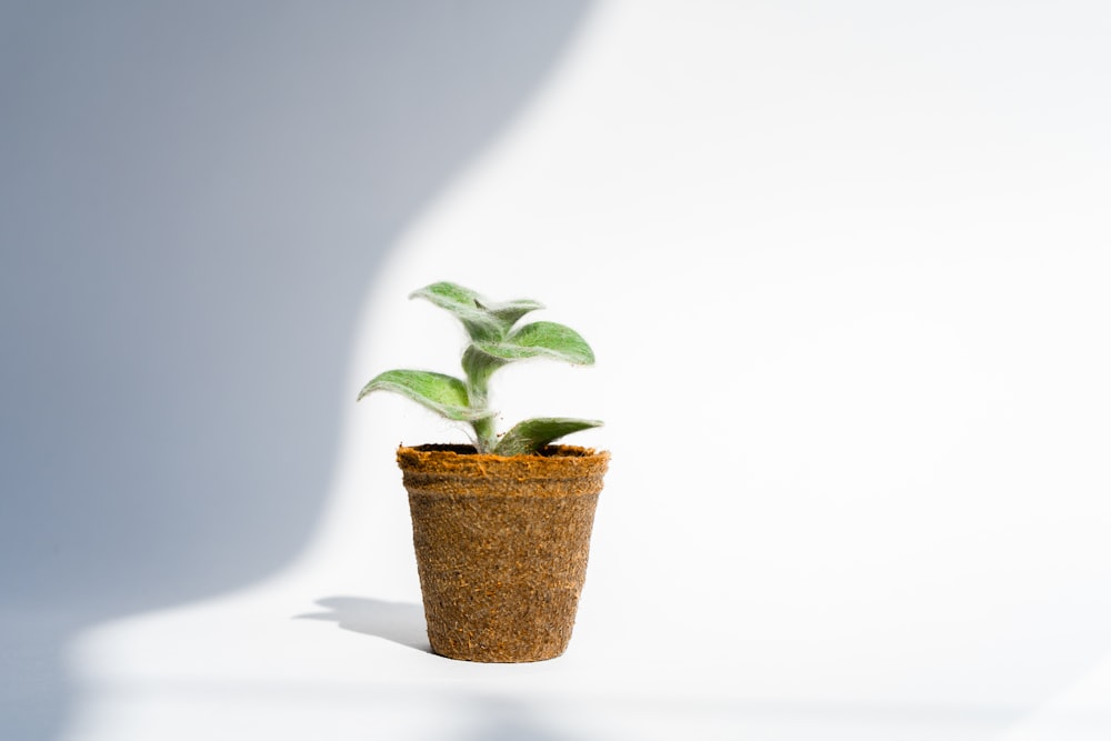 部屋の中の鉢植えの緑の植物