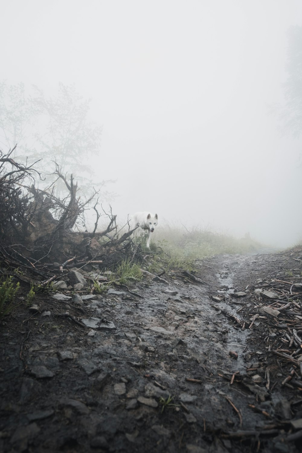 white wolf in foggy forest