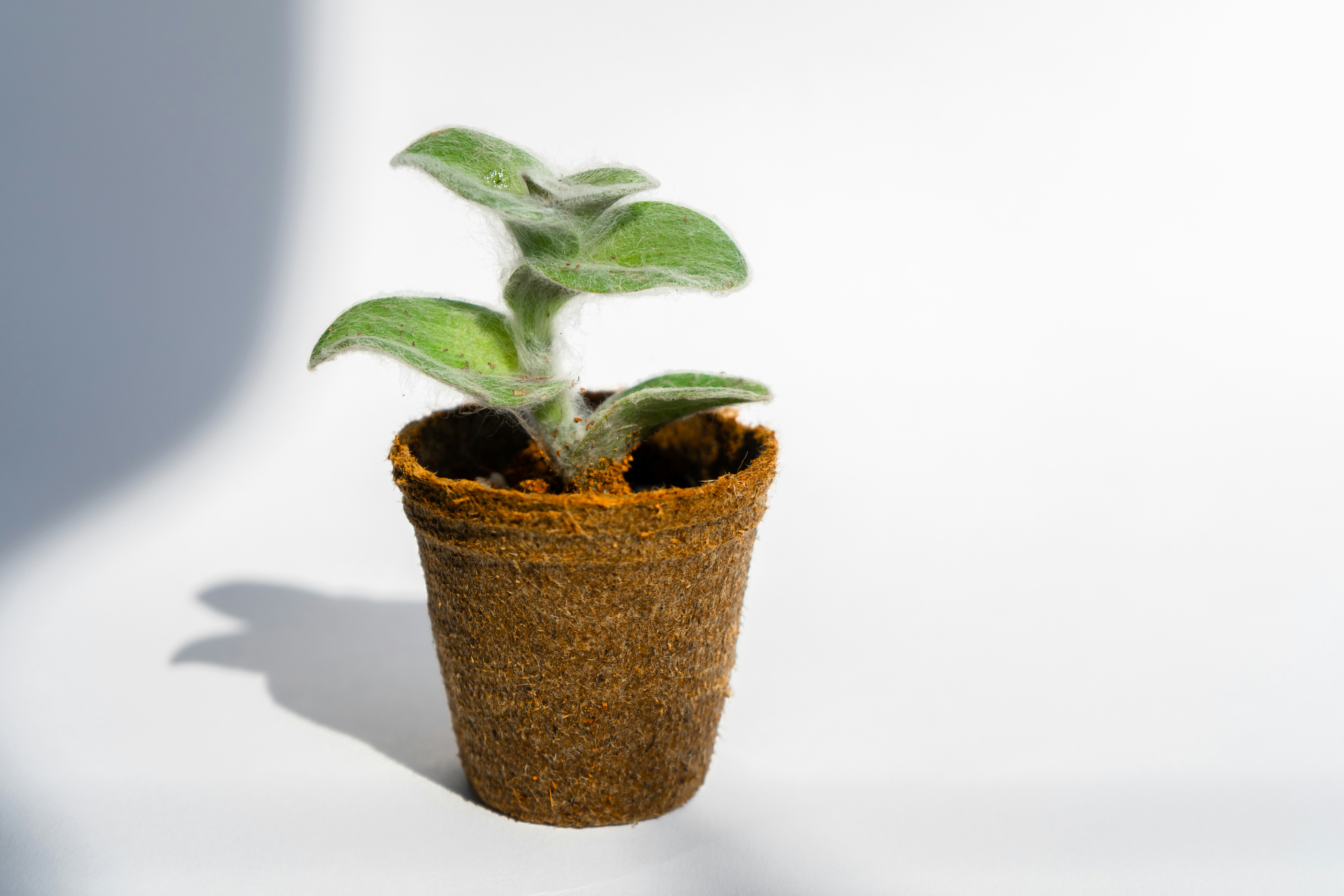 Growing plant symbolizing business growth - companies valuation