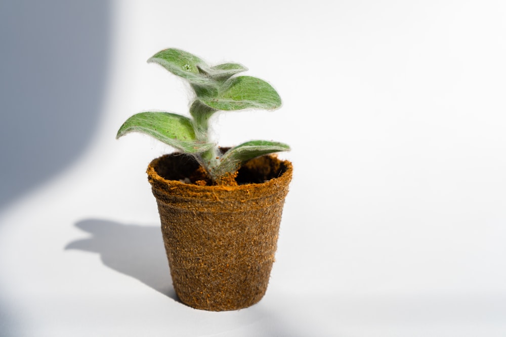 Foto de brote de planta verde