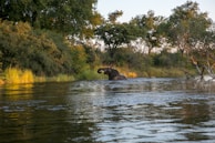 Elephants bathing in a river at dusk, framed by lush greenery and golden light.