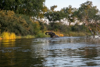 Elephants bathing in a river at dusk, framed by lush greenery and golden light.