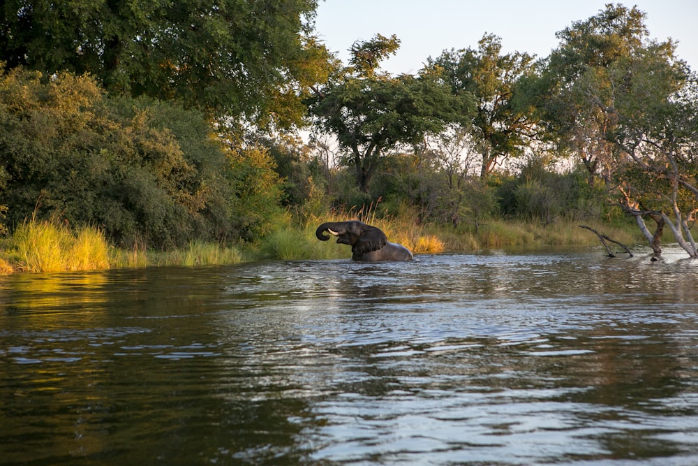 elephant of body of water near forest