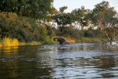 elephant of body of water near forest zambia teams background