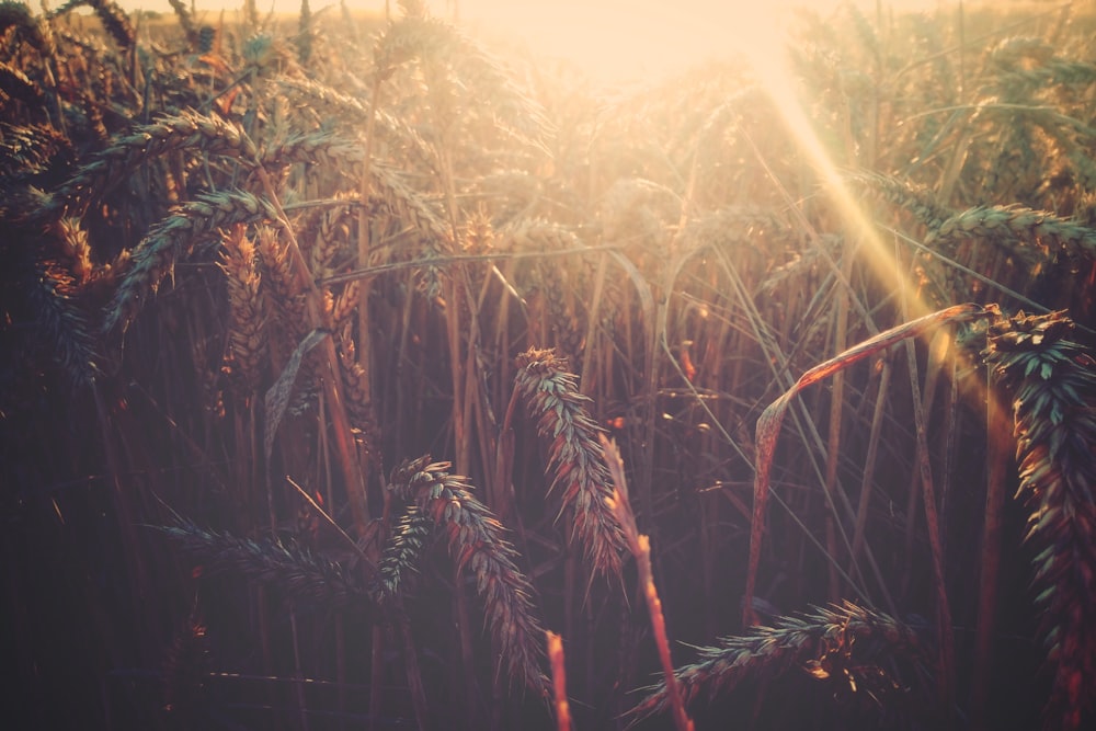 Foto do trigo durante o nascer do sol