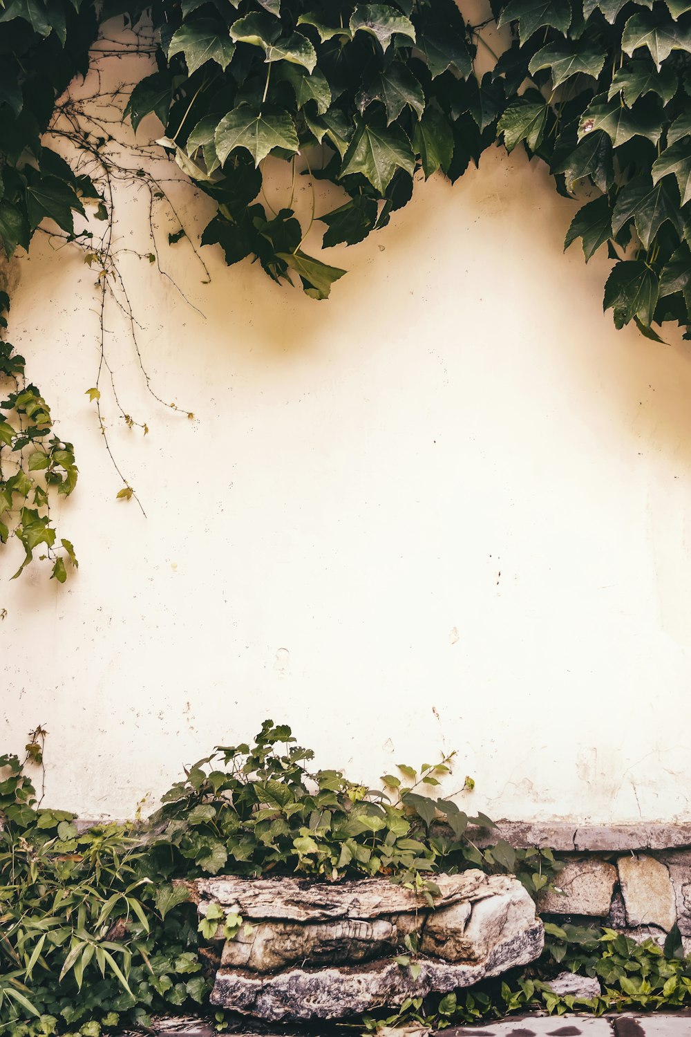 green plants beside yellow painted wall photo – Free Plant Image on Unsplash