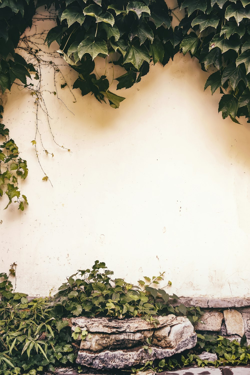 Plantas verdes junto a la pared pintada de amarillo