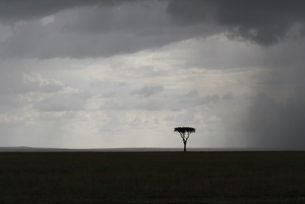 tree in the middle of field taken under white clouds digital wallpaper