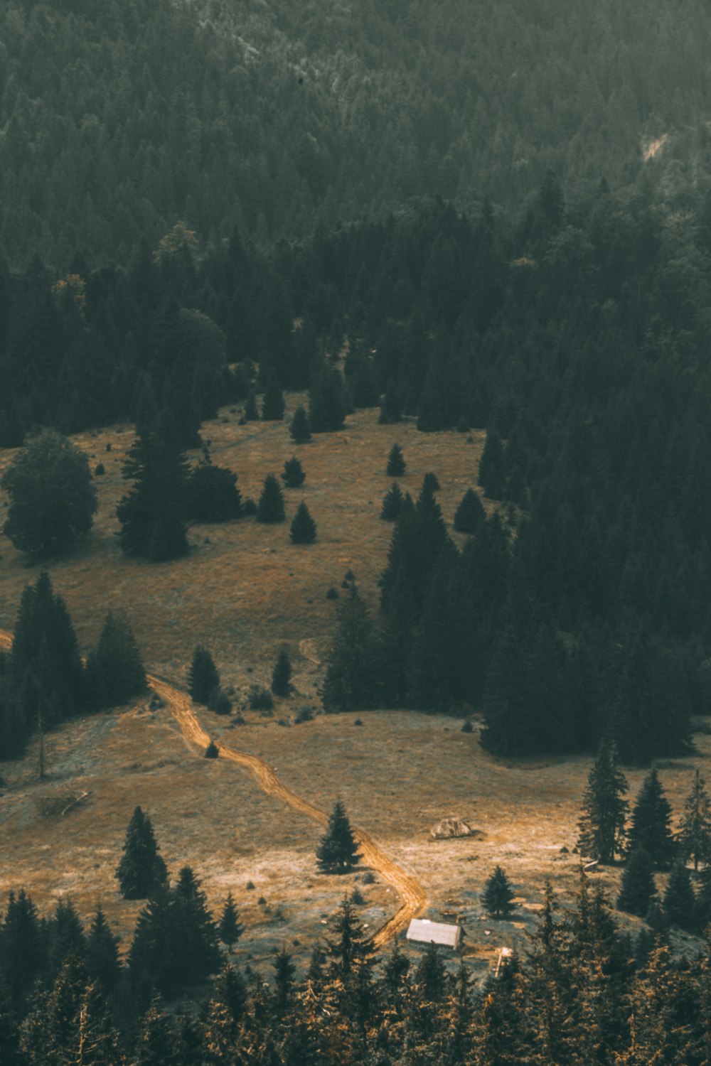 scenery of green trees