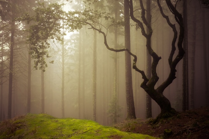 A dense forest scene with tall, straight trees bathed in a soft mist. The foreground features a vivid green moss-covered floor and a uniquely shaped tree with twisted branches reaching toward the canopy. Light filters through the haze, creating a mystical atmosphere.