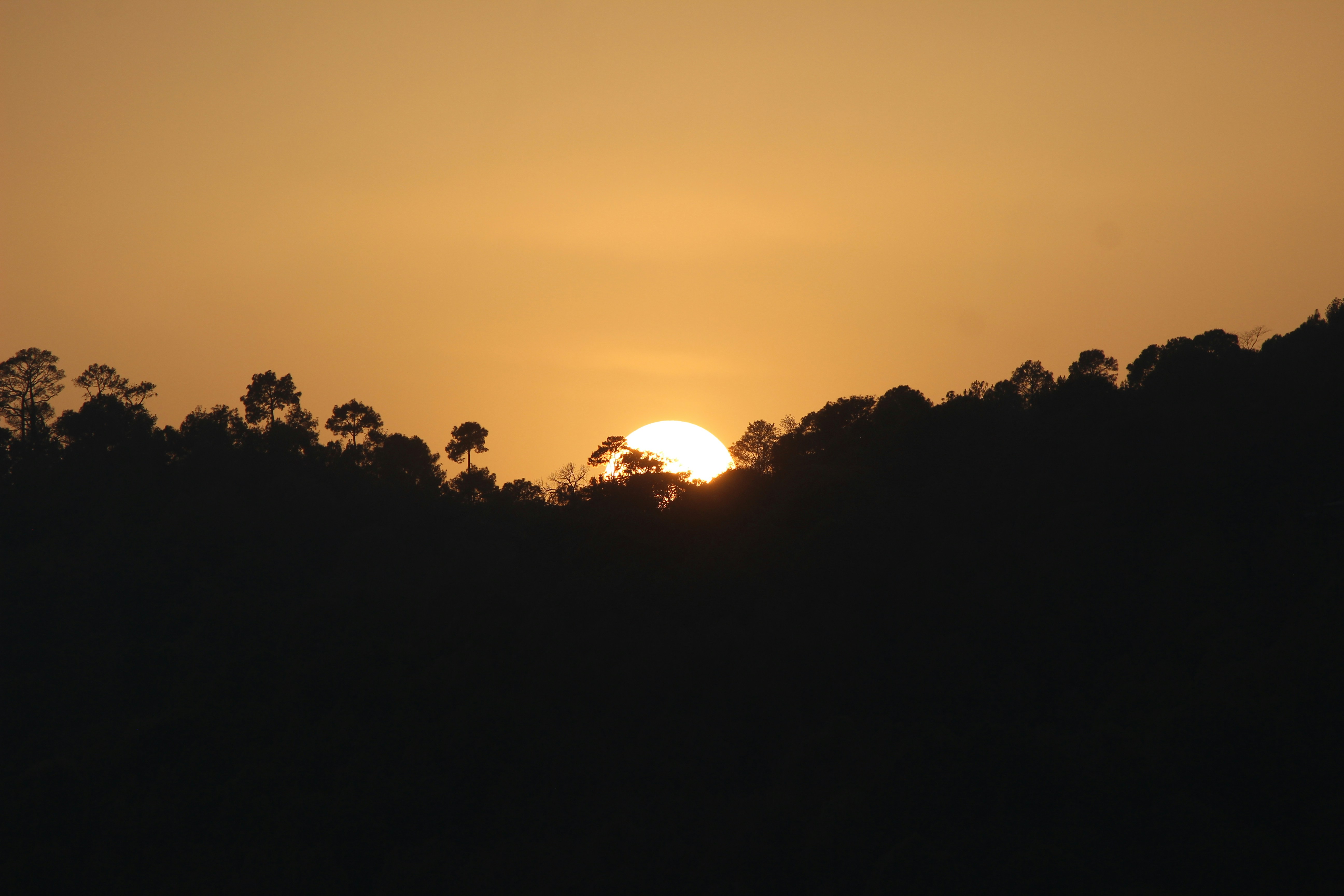 Can I Use Shade Cloth To Protect Nopal From Excessive Sun Exposure?