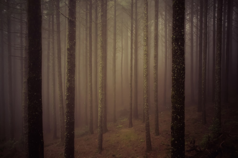 Vista sulla foresta con nebbia