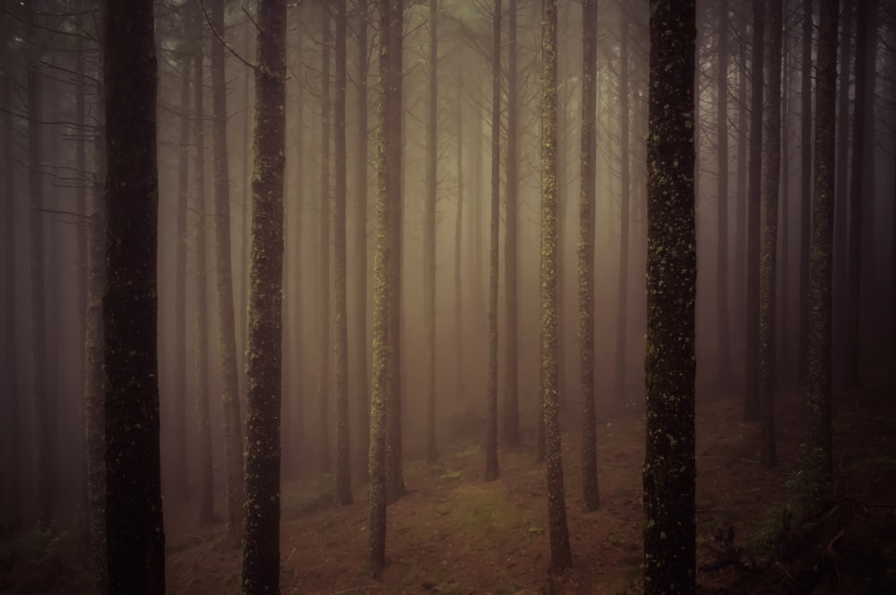 forest view with fog