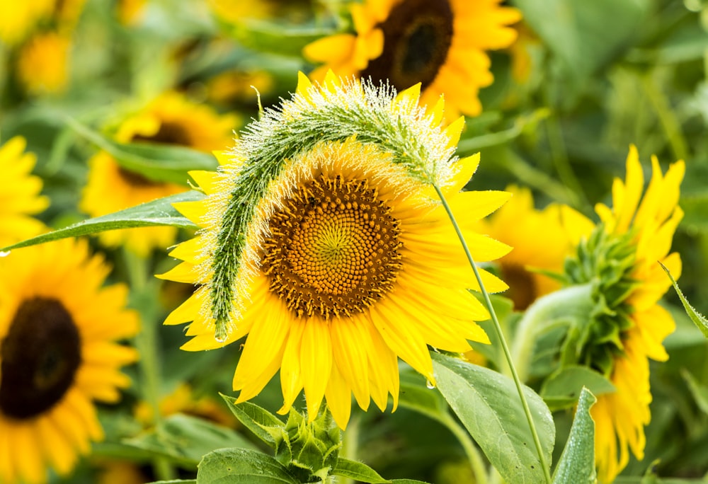 close sunflower field