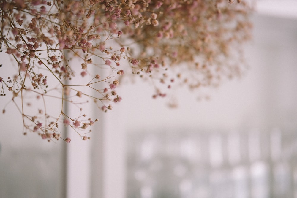 Dried Babys Breath Flower Stock Photo - Download Image Now