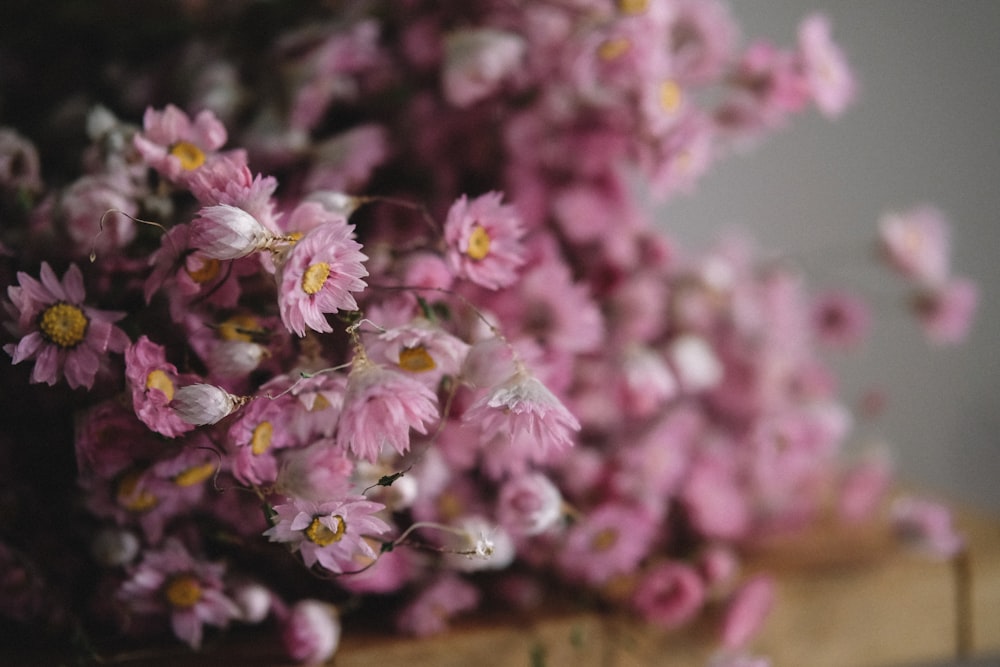 Photographie sélective de fleurs aux pétales roses