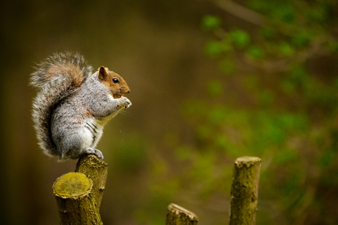 Wildlife photo spot Norfolk Colchester