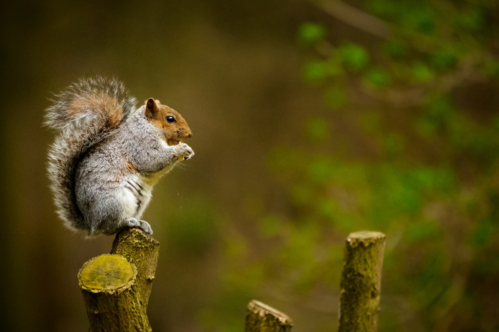 squirrel on tree trunk