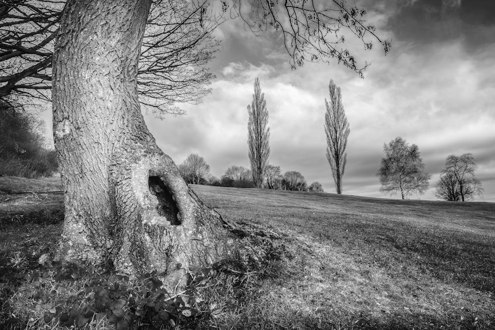 greyscale photography of trees