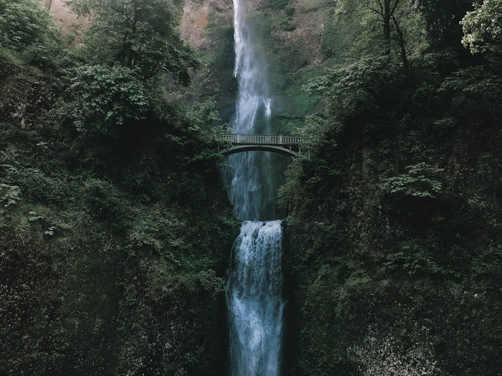 waterfalls surrounded by plants