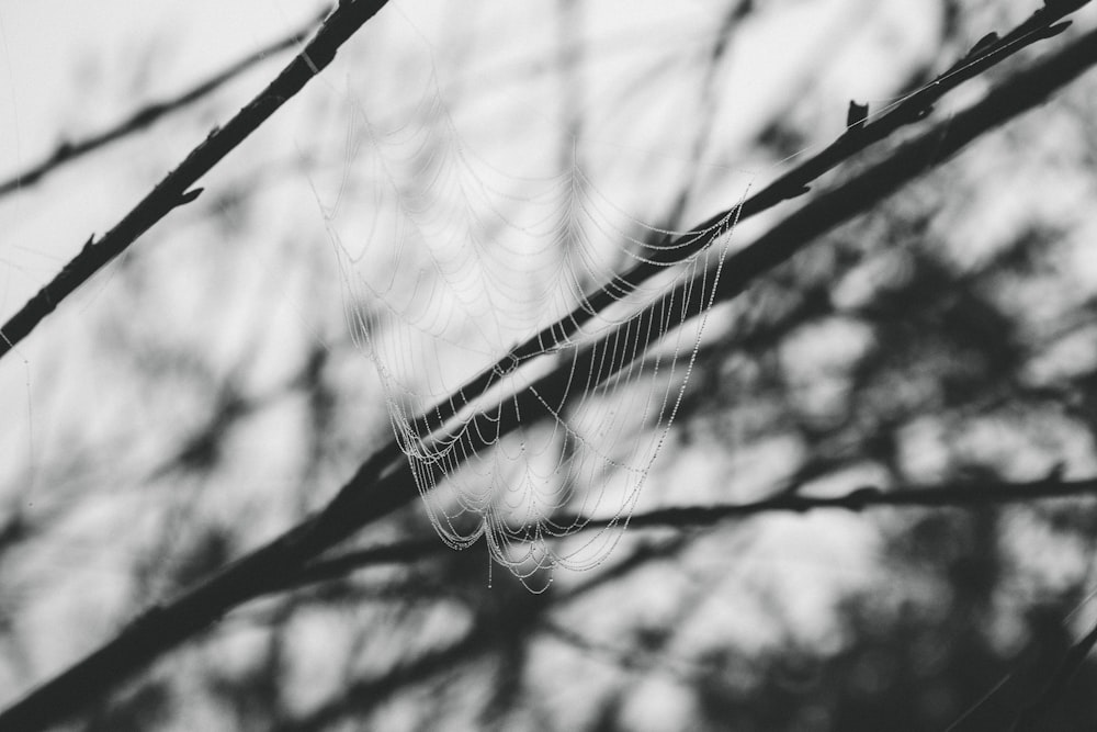 grayscale photo of spider web