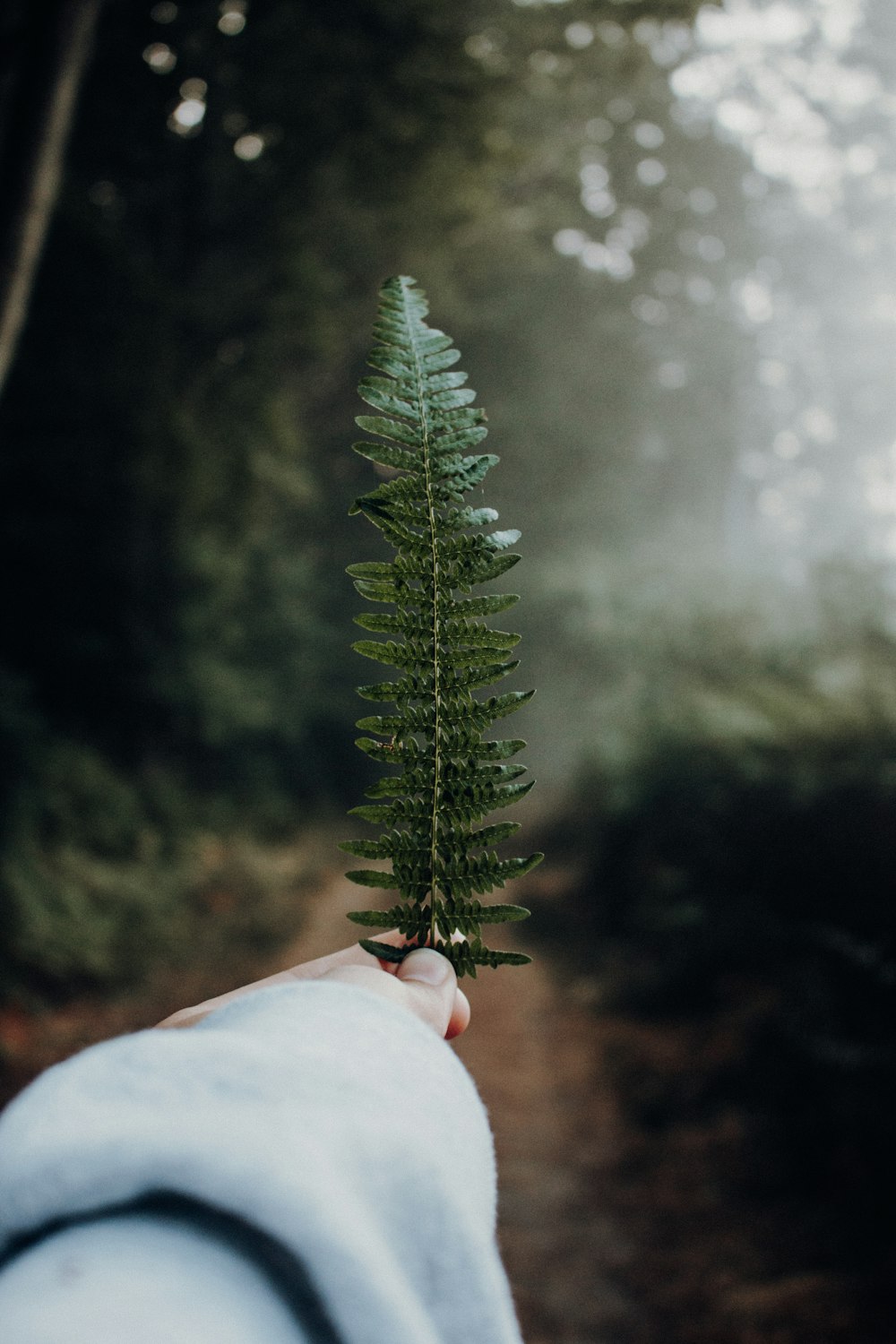 feuille verte