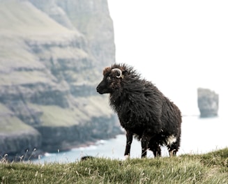 A fluffy black sheep stands on a grassy cliff edge overlooking a body of water and distant cliffs. The sheep has distinctive spiraled horns and its coat appears ruffled by the wind. The background is somewhat misty, creating a serene and isolated atmosphere.