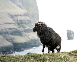 A fluffy black sheep stands on a grassy cliff edge overlooking a body of water and distant cliffs. The sheep has distinctive spiraled horns and its coat appears ruffled by the wind. The background is somewhat misty, creating a serene and isolated atmosphere.